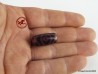 Small and rare agate bead Dzi 3 "Eyed Tiger Tooth",  Tibetan DZI bead amulet,  Tibetan agate bead,  tribal Dzi beads