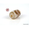 Antique,  Powerful and small agate bead Dzi,  Tibetan DZI "Mountain Peak" high energy bead,  Tibetan agate bead