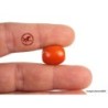 Old Large Red Coral Bead,  Natural Red Coral Barrel Bead,  4.63gr - 23.15ct Drilled Red Coral Bead